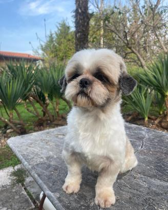 Shih tzu per accoppiamento con pedigree