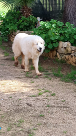 Cuccioli di maremmani giganti