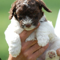 Lagotto romagnolo con pedigree
