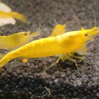 Caridine davidi Yellow
