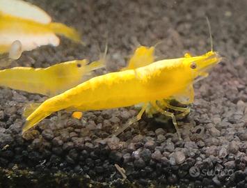 Caridine davidi Yellow