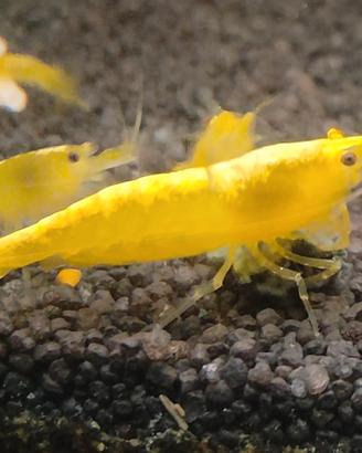 Caridine davidi Yellow