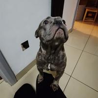 Cuccioli di bulldog francesi maschi e femmine