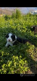 Cuccioli Border collie