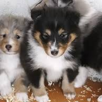 Pastore scozzese Shetland con PEDIGREE ENCI