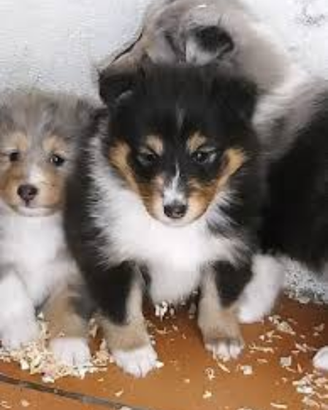 Pastore scozzese Shetland con PEDIGREE ENCI