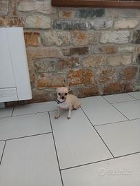 Chihuhaha