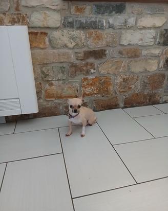 Chihuhaha