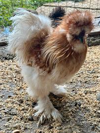 Gallo Moroseta