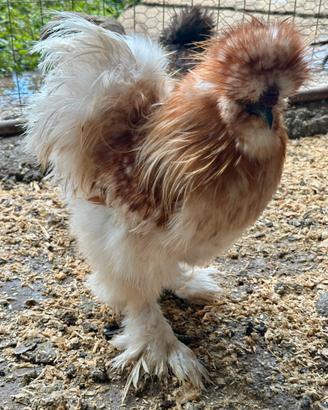 Gallo Moroseta
