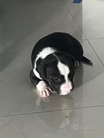 Cucciolo pitbull amstaff