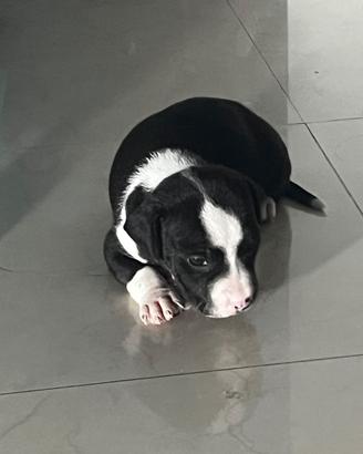 Cucciolo pitbull amstaff