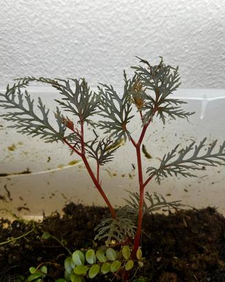 Talee di Begonia bipinnatifida (Fern Leaf Begonia)