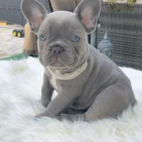 Luxurious French Lélite del bulldog francese