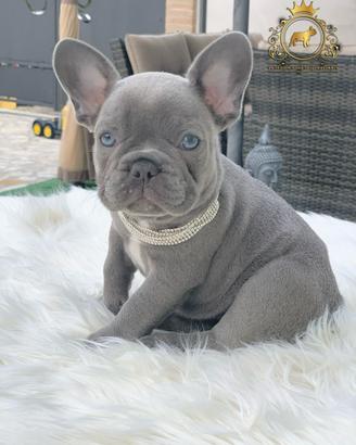 Luxurious French Lélite del bulldog francese