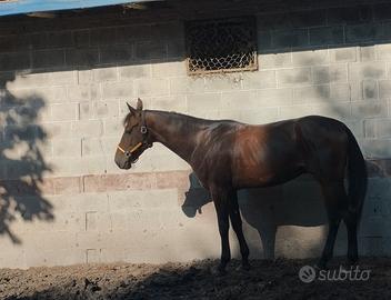 Cavallo