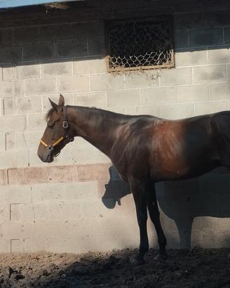 Cavallo
