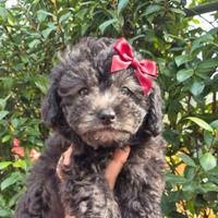 Barboncino femina silver