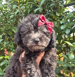 Barboncino femina silver