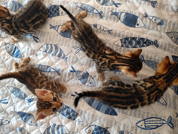 Un mese di prevendita gatto bengala carino e sano