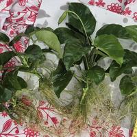 4 piante anubias barteri acquario dolce