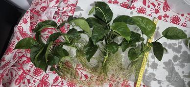 4 piante anubias barteri acquario dolce