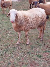 Pecore animali