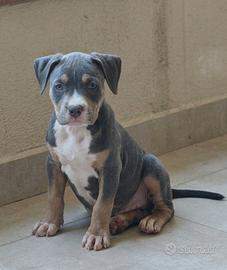 Pitbull