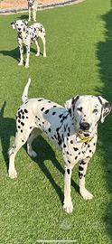 Affidiamo dalmata con pedigree