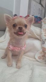 Femminuccia chihuahua PL Pedigree enci