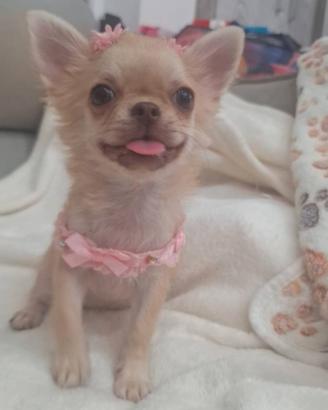 Femminuccia chihuahua PL Pedigree enci