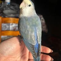 Inseparabili allevati a mano
