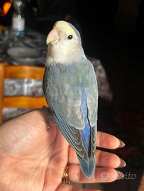 Inseparabili allevati a mano