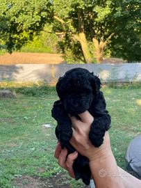 Barboncino toy nero