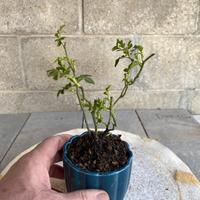 Prebonsai
