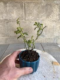 Prebonsai
