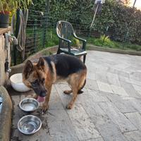 Dana, cucciolona di pastore tedesco