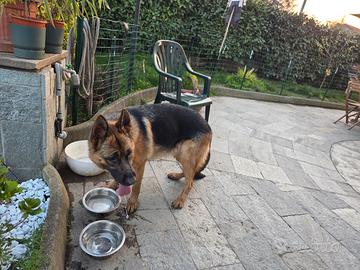 Dana, cucciolona di pastore tedesco