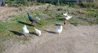 Galline americane covatrici