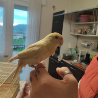 Kakariki allevato a mano