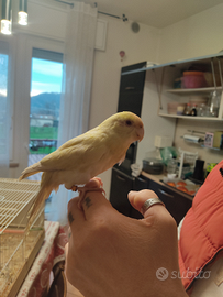 Kakariki allevato a mano