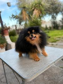 Spitz tedesco nano pomerania maschio