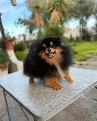 Spitz tedesco nano pomerania maschio