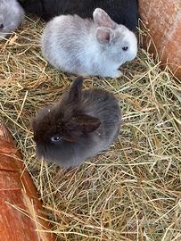 Conigli nani disponibili da subito