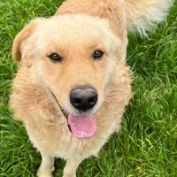 Itan, cane incrocio Golden Retriever ADOZIONE