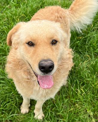 Itan, cane incrocio Golden Retriever ADOZIONE