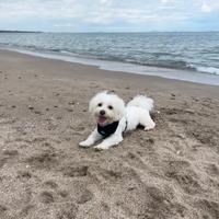 Maltese per accoppiamento