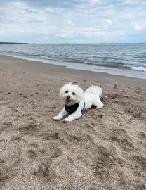 Maltese per accoppiamento