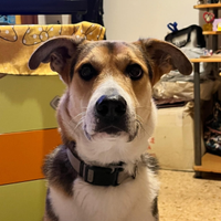 Snoopy ha perso tutto