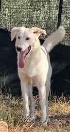 Gohan, cucciolone in ADOZIONE